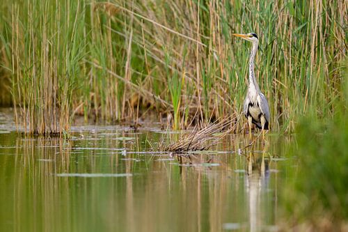 Blauwe reiger (Ardea cinerea)