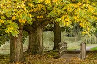 Herfstkleuren in Rotterdam van Dirk Jan Kralt thumbnail