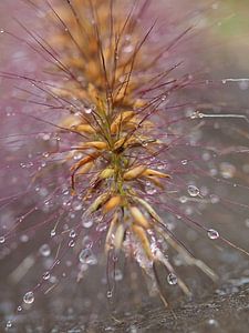 Macro gouttes