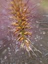 Macro drops 1 by BHotography thumbnail