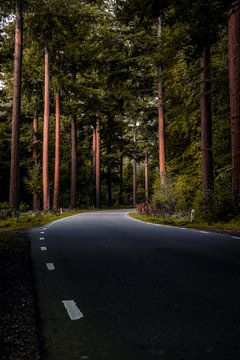 Een lege weg door het Speulderbos van Jaimy Leemburg Fotografie