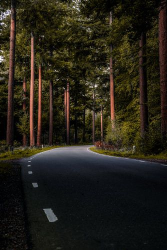 Een lege weg door het Speulderbos