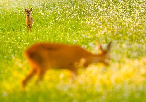 Qu'est-ce que tu fais ?