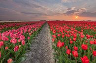 Zonsondergang in Zijldijk par Ron Buist Aperçu