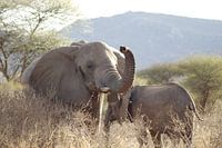 Schwingender Elefant