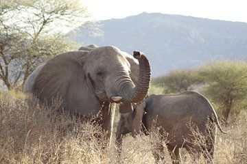 L'éléphant qui se balance sur Laurence Van Hoeck