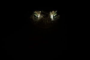 Les yeux du crapaud natterjack