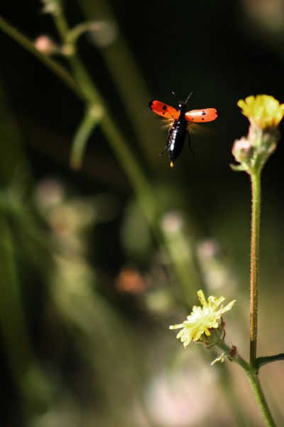 Blasenkäfer von BL Photography