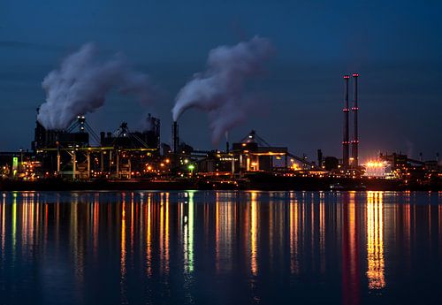 Holland Country Sheep