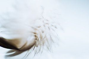 Feather soft 2 sur Greetje van Son