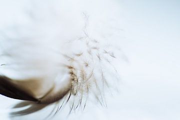 Feather soft 2 by Greetje van Son