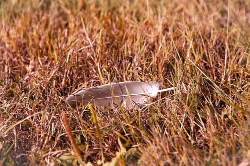 Zachtheid in de harde wereld