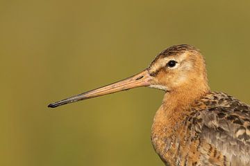 Black-tailed godwit in the polder by Cedric Willekens