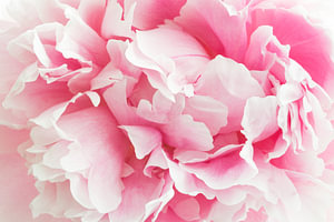 Haarscherpe close up van een roze pioenroos
