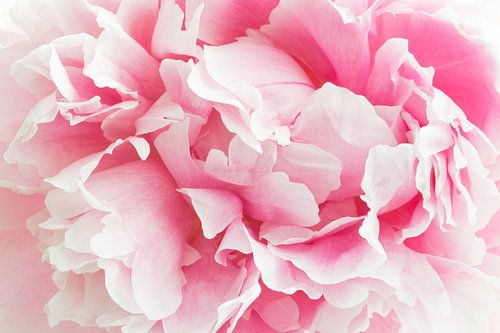 Haarscherpe close up van een roze pioenroos