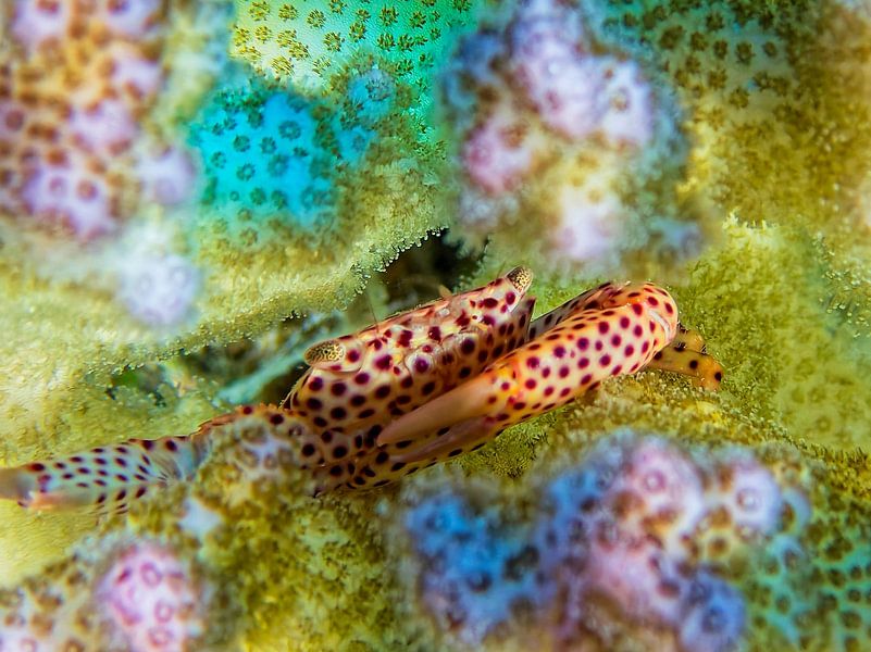 Crabe corail tigré dans un corail mou par Martin Opladen