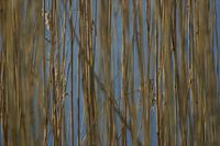 reeds