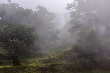 Forêt de conte de fées dans la brume sur Frank Kuschmierz