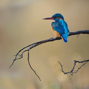 Eisvogel - Eisvogelweibchen im weichen Gegenlicht in einer hübschen Pastellfarbe