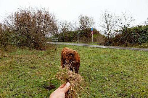 Schotse hooglander 