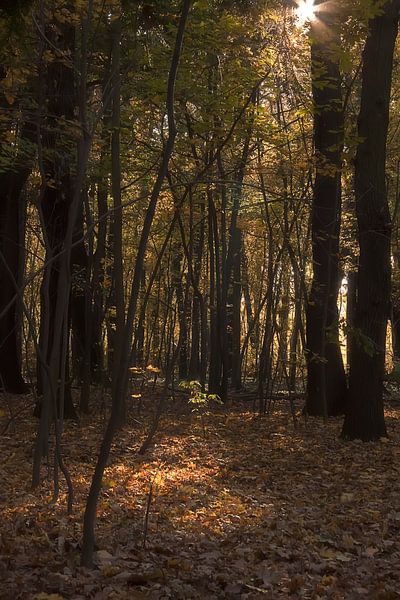 Herbstlicht by Petra Voß