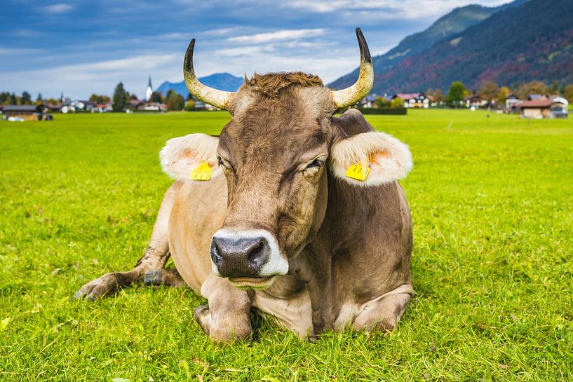 Koe, Allgäu Brown Swiss, op de weide, Loretto-weiden, bij Oberstdorf, Allgäu van Walter G. Allgöwer