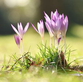 Groupe de crocus.3 sur Daniëlle Eibrink Jansen