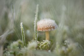 gefrorene Welt von Steffie van der Putten