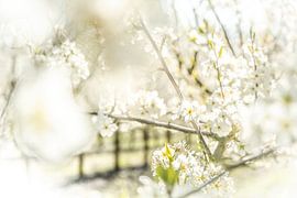 Blossom by Frans Scherpenisse