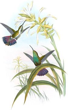 Veraguan Mango, John Gould van Hummingbirds