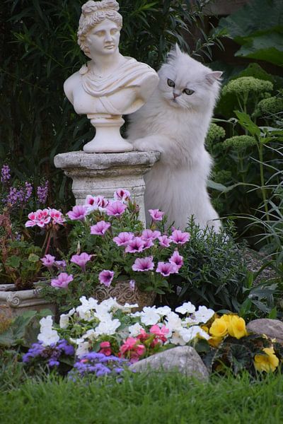 Bildkatze von Petra van Engelenburcht