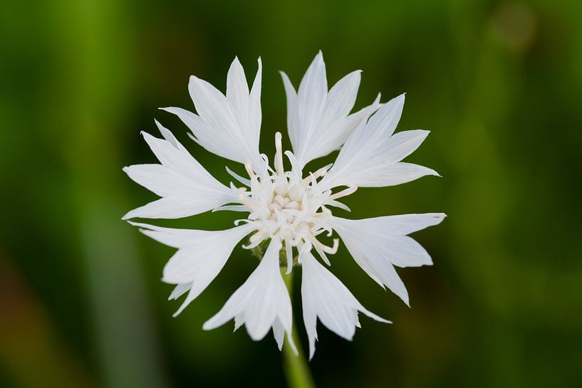 Cornflower white with green background by Ivonne Fuhren- van de Kerkhof
