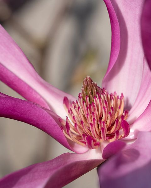 Tulpmagnolia (Magnolia liliiflora) van Alexander Ludwig