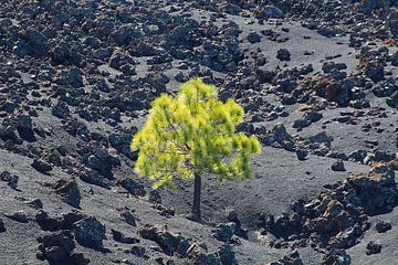 Canary Island pine on black lava field by Ines Porada