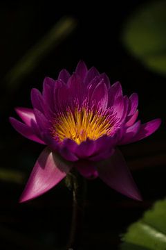 Paarse Lotus von Schram Fotografie