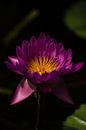 Paarse Lotus van Schram Fotografie thumbnail