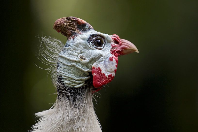 Parelhoen von Harro Jansz