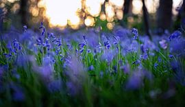 Waldhyazinthen mit untergehender Sonne auf Texel. von Justin Sinner Photography (Fotograf auf Texel)