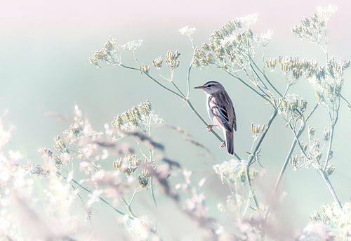 Zangvogel in vroege ochtend
