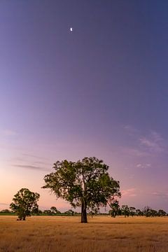 Mondsichel über dem Eukalyptusbaum