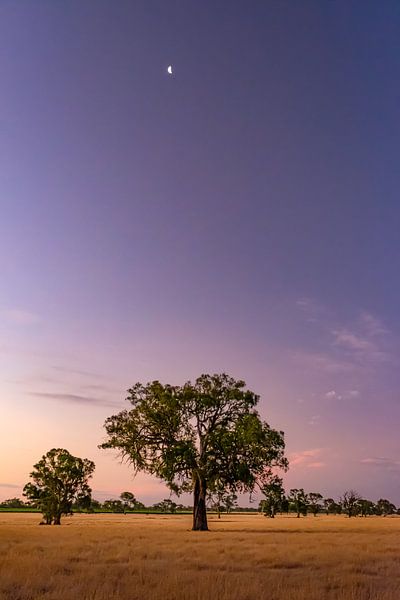 Croissant de lune au-dessus de l'eucalyptus par Erwin Blekkenhorst