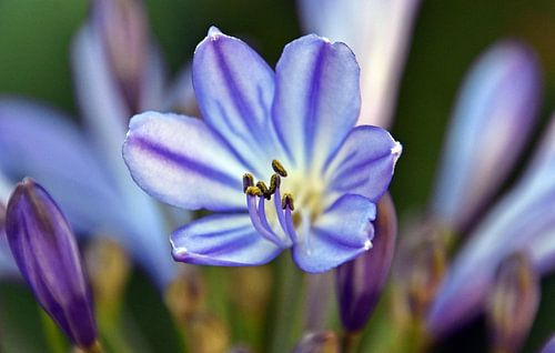 een blauwe Afrikaanse Juweellelie bloem