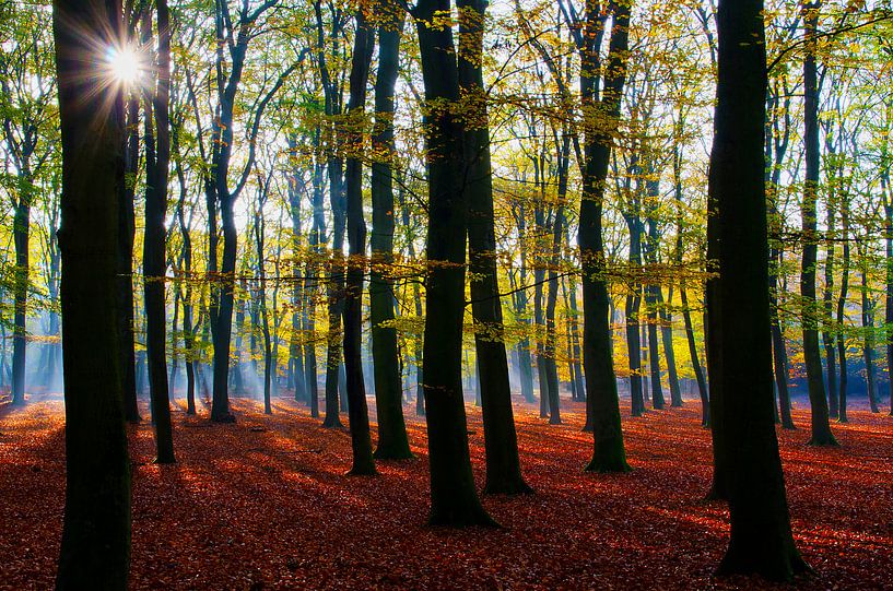 Sprookjesbos von René Vos