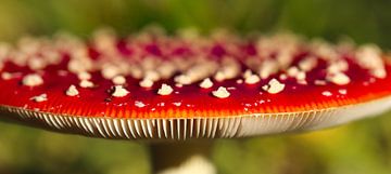 rood met witte stippen van Marieke Funke