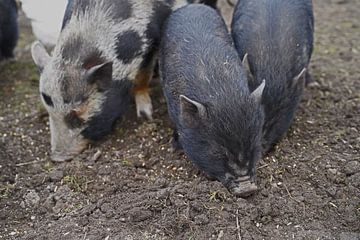 1jährige Minischweine im Garten