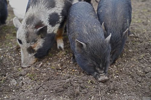 1 jaar oude minivarkens in de tuin