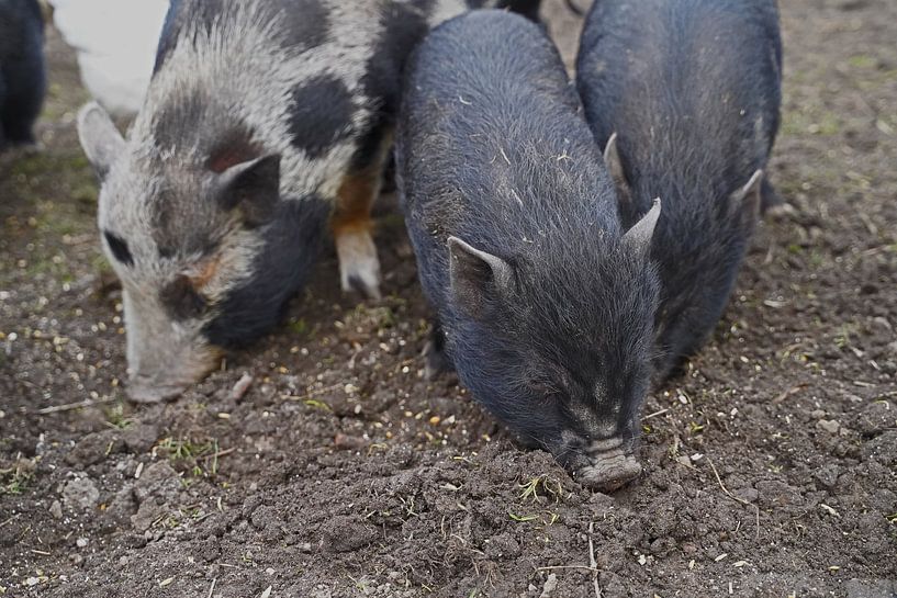 1jährige Minischweine im Garten von Babetts Bildergalerie
