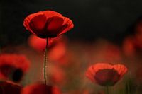 poppy