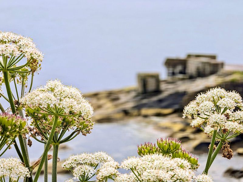 Shetland Islands, motif 3 by zam art