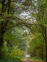 Avenue in autumn forest
